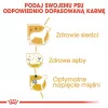 Kuiv koeratoit Royal Canin Poodle Adult 1,5 kg — kana, 30% valku, 19% rasva