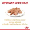 ROYAL CANIN Shih Tzu Adult märg koeratoit Pasteet 12x85 g