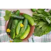 Srem Cucumber F1 Torafi köögiviljaseemned, 5 g pakend