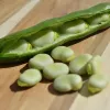 Seemnepakk Apte PNOS — Põlduba (fava) Jankiel Bialy, 50 g