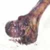 PETMEX Singiluu - koeramaius - 1 tk