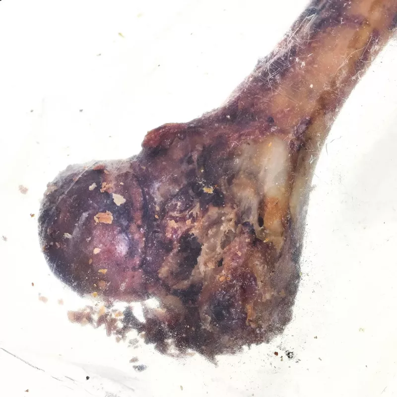 PETMEX Singiluu - koeramaius - 1 tk
