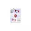 Lamineerimistasku Olympia 1x100 DIN A6 80 mikronit