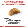 Kuiv kassitoit Royal Canin British Shorthair Kitten 2 kg – kana, 38% valku, 20% rasva, kasvuvalem