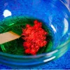 Liscianigiochi teaduskomplekt Crazy Science Slime Chameleon 304-PL89246 – hariv limalabori katsetuskarp