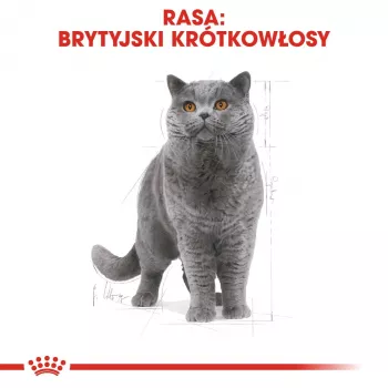 Märg kassitoit Royal Canin British Shorthair Adult kotike 85 g, linnuliha, ROYAL CANIN Feline Breed Nutrition