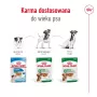 Märg koeratoit Royal Canin Mini Adult kotike 85 g, linnuliha, väikestele tõugudele 5–10 kg, 12 × 85 g pakend