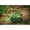 Wisconsin Cucumber SMR 58 Toraf köögiviljaseemned, 5g pakend