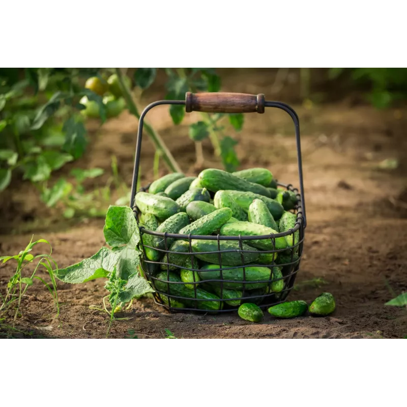 Wisconsin Cucumber SMR 58 Toraf köögiviljaseemned, 5g pakend