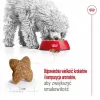 Kuiv koeratoit Royal Canin Adult Mini S 8 kg — täisväärtuslik toitumine väikestele täiskasvanud koertele
