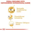 Royal Canin Siamese Adult kuiv kassitoit siiami kassidele 2 kg — täiskasvanud, linnuliha, valk 38%, rasv 16%