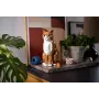 LEGO IDEAS 21376 oranž Cat