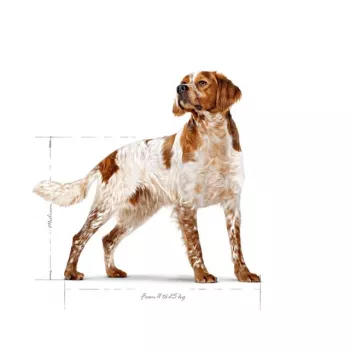 Kuiv koeratoit Royal Canin SHN Medium Adult 15 kg — täisväärtuslik toit täiskasvanud keskmist tõugu koertele, linnuliha, 25% valku, 14% rasva