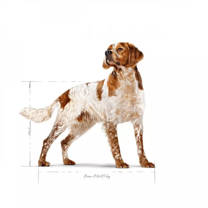 Kuiv koeratoit Royal Canin SHN Medium Adult 15 kg — täisväärtuslik toit täiskasvanud keskmist tõugu koertele, linnuliha, 25% valku, 14% rasva