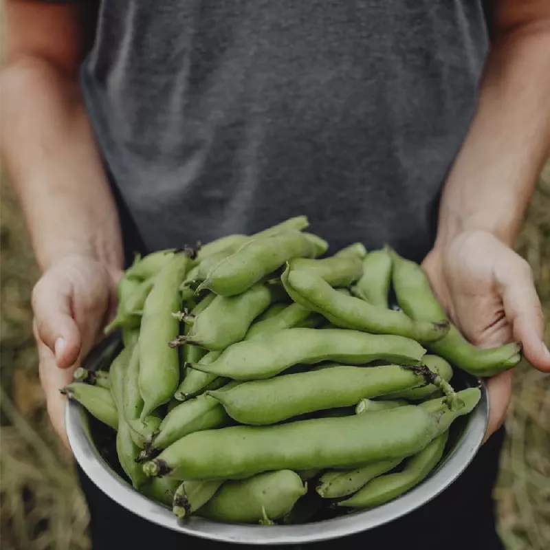 Seemnepakk Apte PNOS — Põlduba (fava) Jankiel Bialy, 50 g