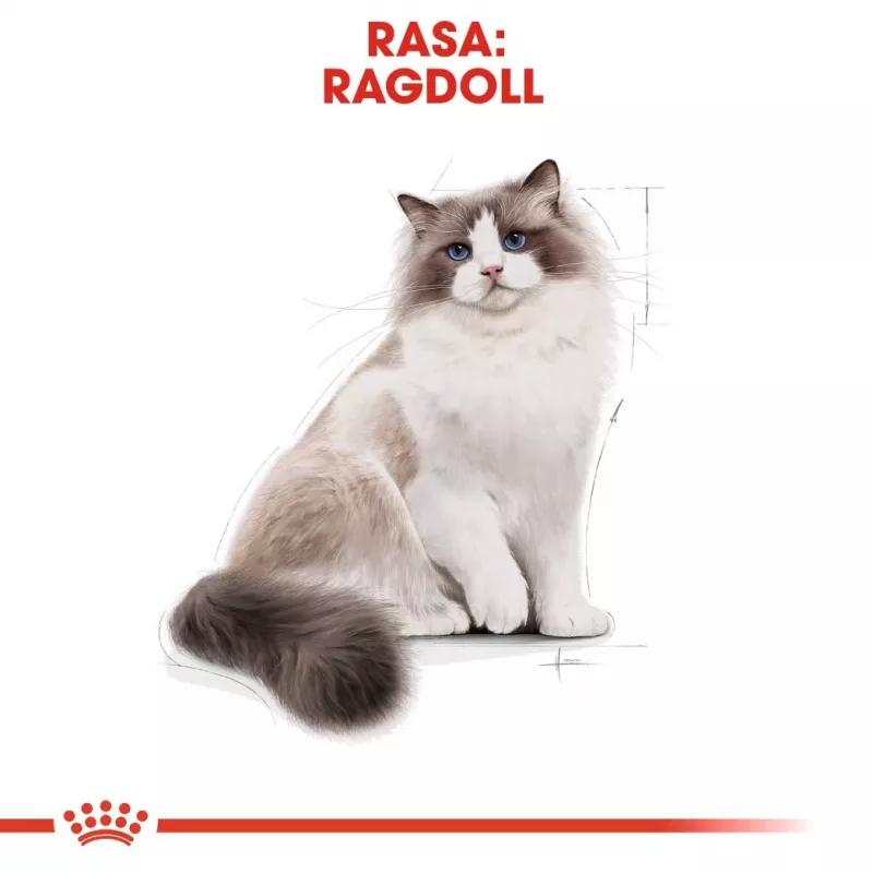 Kuiv kassitoit Royal Canin Ragdoll Adult 2 kg — kana, 32% valku, 18% rasva