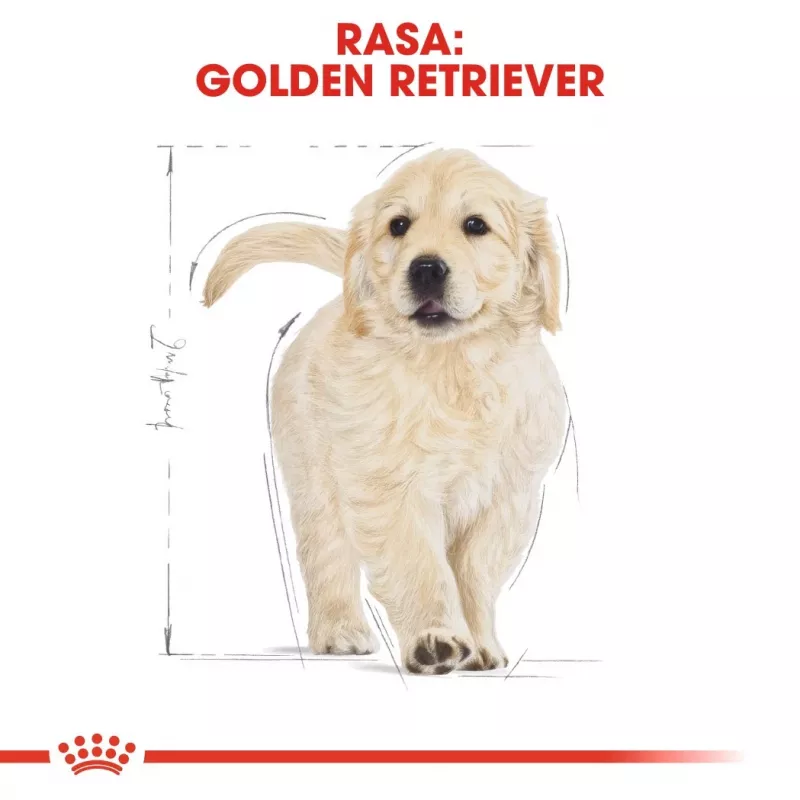 Royal Canin Golden Retriever Puppy kuivtoit koertele, 12 kg