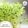 TORAF Köögiviljaseemnete Komplekt - 12 Pakki