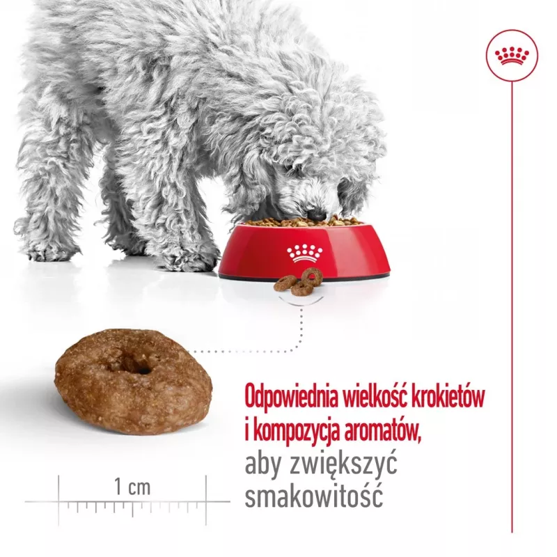 ROYAL CANIN Mini Ageing Adult +12 - kuiv koeratoit - 3,5 kg