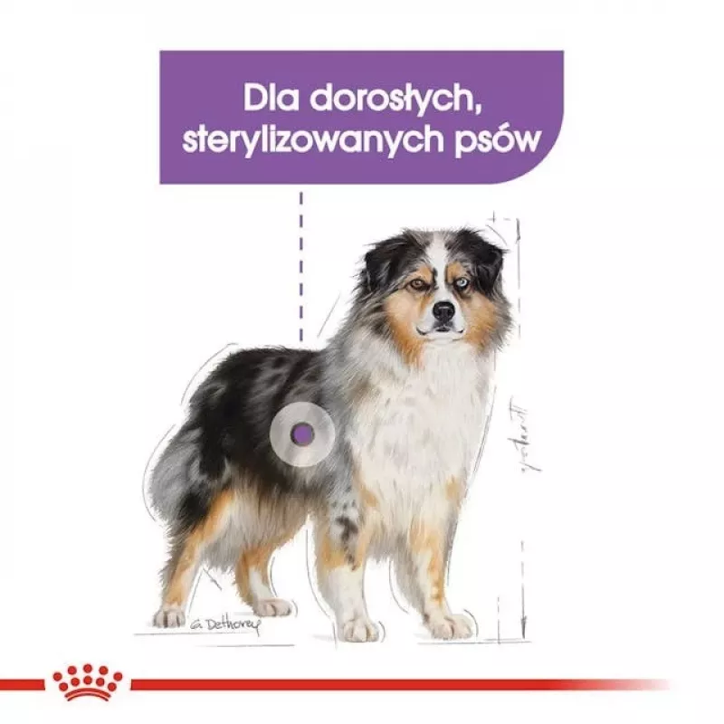Kuiv koeratoit Royal Canin Medium Sterilised Adult 12 kg — steriliseeritud keskmise tõu täiskasvanud koertele, linnuliha, valk 28%, rasv 13%