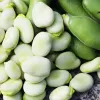 Seemnepakk Apte PNOS — Põlduba (fava) Jankiel Bialy, 50 g