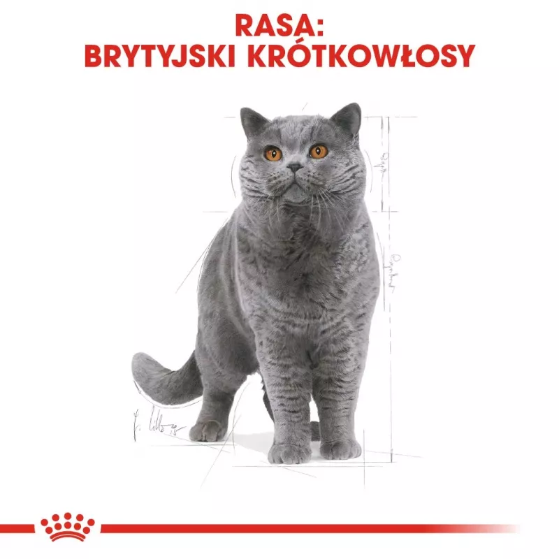 Royal Canin British Shorthair Adult kasside kuivtoit 4 kg