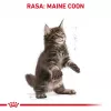Kuiv kassitoit Royal Canin Maine Coon Kitten 2 kg — linnuliha, valk 36%, rasv 23%