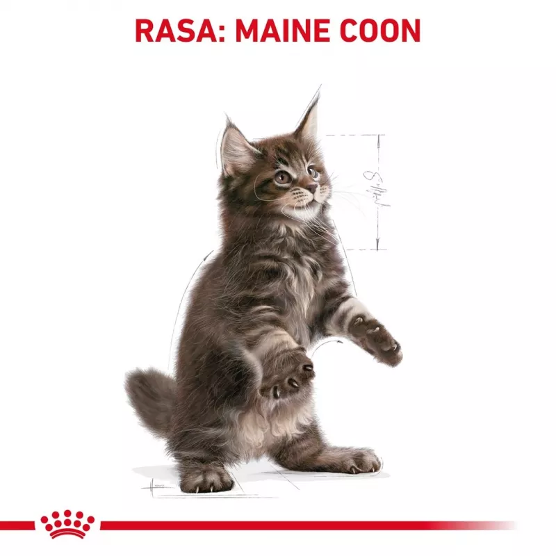 Kuiv kassitoit Royal Canin Maine Coon Kitten 2 kg — linnuliha, valk 36%, rasv 23%