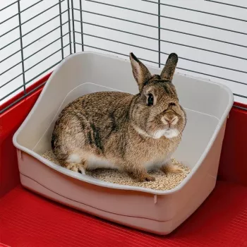 Avatud nurgavetskast FERPLAST Rabbit tualett plastist hall 370×270×185 mm küülikutele