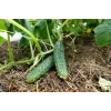 Cucumber Ares F1 Toraf köögiviljaseemned, 5g pakend