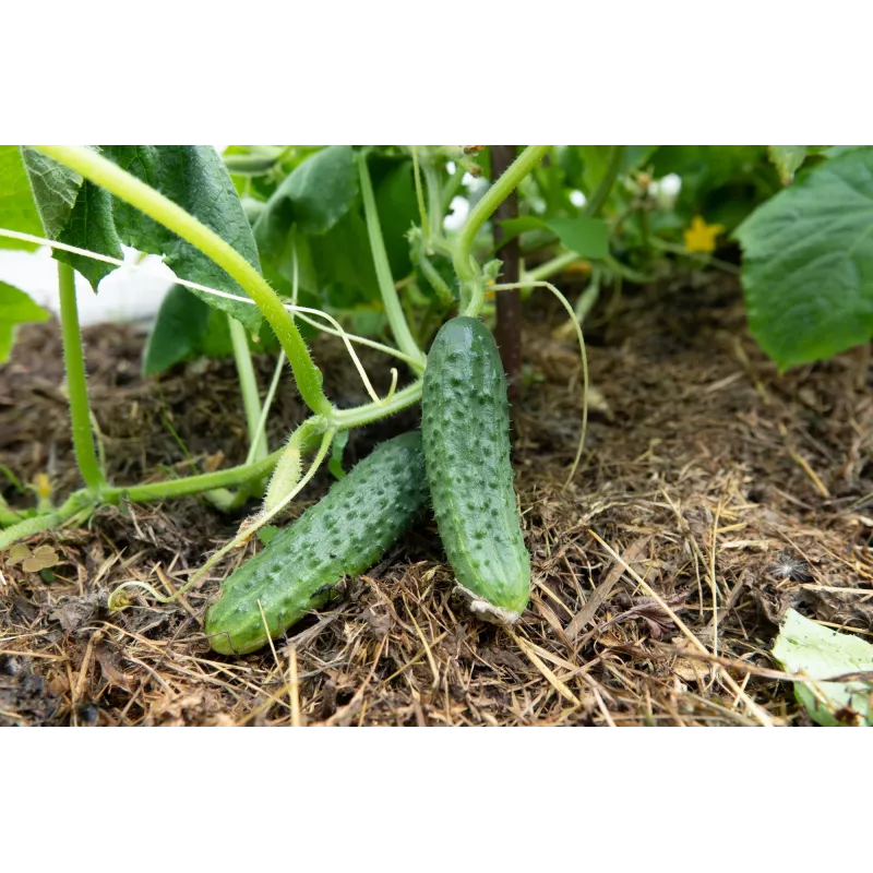 Cucumber Ares F1 Toraf köögiviljaseemned, 5g pakend