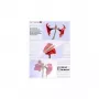 Lamineerimistasku Olympia 1x50 DIN A3 80 mikronit