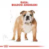 Royal Canin Bulldog Adult kuivtoit koertele, 12 kg
