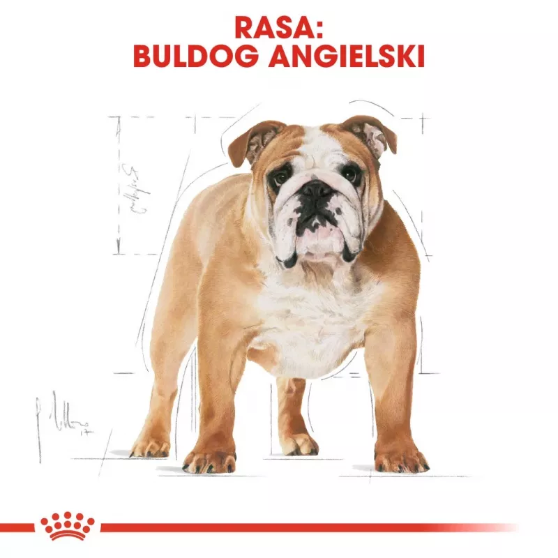 Royal Canin Bulldog Adult kuivtoit koertele, 12 kg