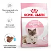 Kuiv kassitoit Royal Canin Mother & Babycat 2 kg — kana, tiinetele, imetavatele emakassidele ja kassipoegadele (Junior)