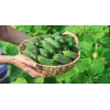Wisconsin Cucumber SMR 58 Toraf köögiviljaseemned, 5g pakend