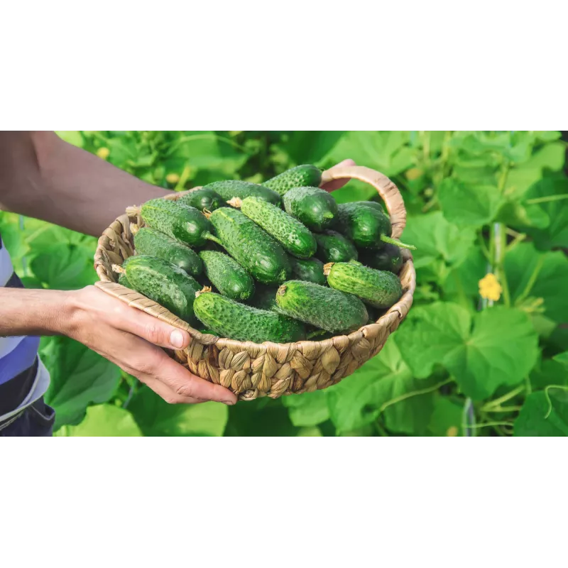 Wisconsin Cucumber SMR 58 Toraf köögiviljaseemned, 5g pakend