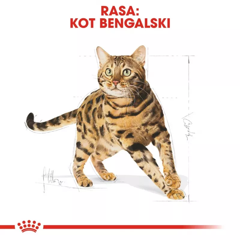 Kuiv kassitoit Royal Canin Bengal Adult 2 kg — linnuliha, 40% valku, 18% rasva, seedimise ja naha hooldus