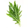 Seemnelint — Apte rukola (Eruca sativa) 6 m koju ja aeda kasvatamiseks