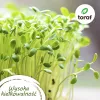 Toraf Tomato Seed Set Eden - 8 komplekti
