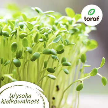 Toraf Tomato Seed Set Eden - 8 komplekti