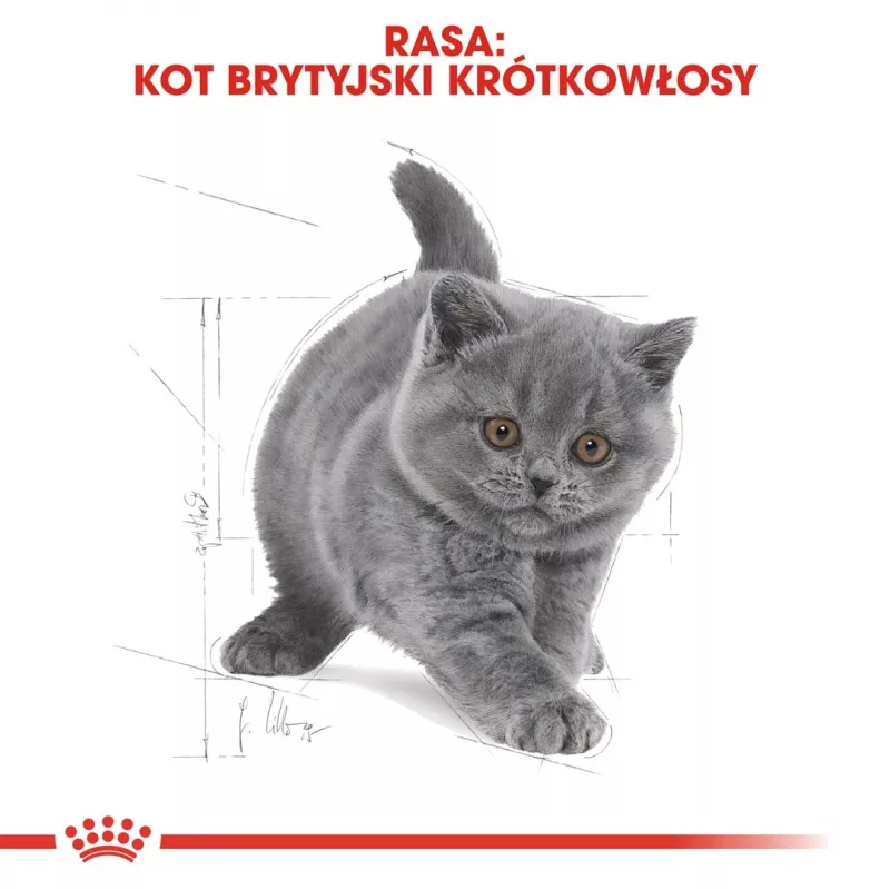 Kuiv kassitoit Royal Canin British Shorthair Kitten 2 kg – kana, 38% valku, 20% rasva, kasvuvalem