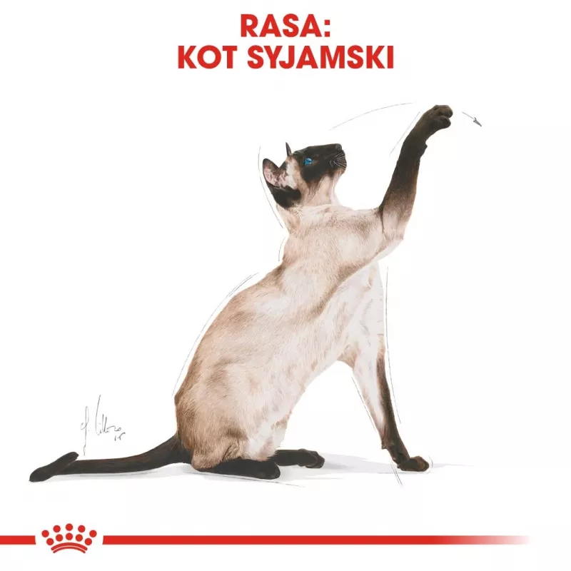 Royal Canin Siamese Adult kuiv kassitoit siiami kassidele 2 kg — täiskasvanud, linnuliha, valk 38%, rasv 16%