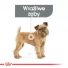 Kuiv koeratoit Royal Canin Mini Dental Care 3 kg — täiskasvanud väikesed tõud, linnuliha, hambahooldus