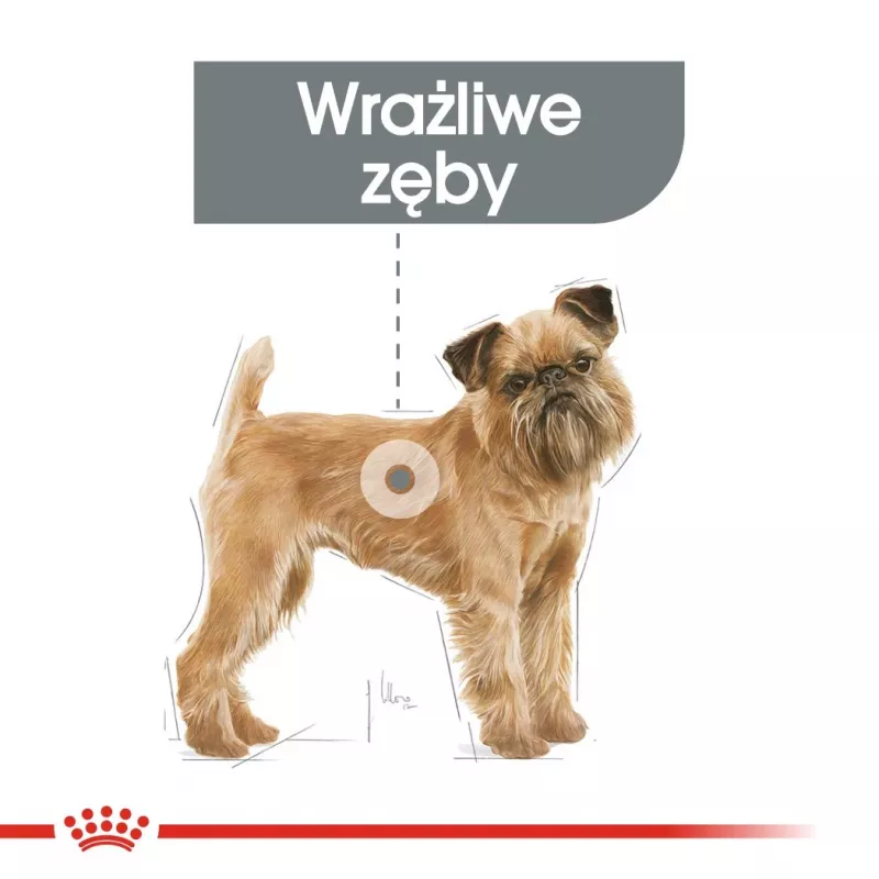 Kuiv koeratoit Royal Canin Mini Dental Care 3 kg — täiskasvanud väikesed tõud, linnuliha, hambahooldus