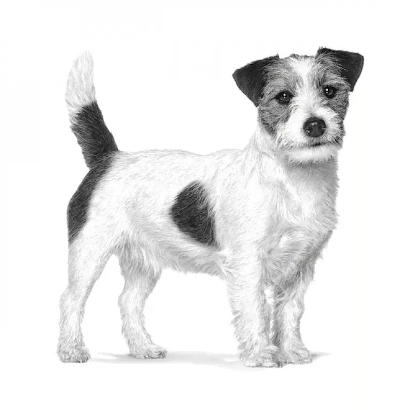 Kuiv koeratoit Royal Canin Anallergenic Small 1.5 kg — hüpoallergeenne täiskasvanute retsept väikest tõugudele