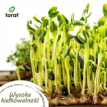 Toraf Vegetable Seed Harmony Set - 12 Packages
