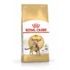 Royal Canin Bengali täiskasvanud kuiv kassitoit 10 kg — kana, 40% valku, 18% rasva