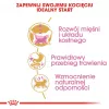 Kuiv kassitoit Royal Canin British Shorthair Kitten 2 kg – kana, 38% valku, 20% rasva, kasvuvalem