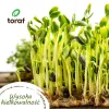 Toraf suvemaitsete seemnekomplekt - 7 pakki
